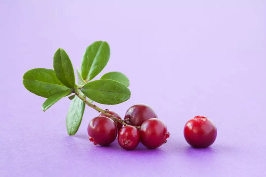 Infections urinaires : Cystite et busserole