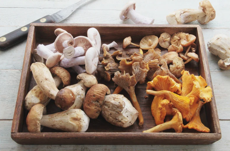 champignons