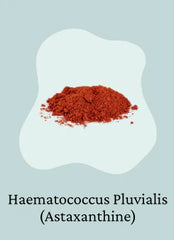 Haematococcus pluvialis