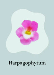 Harpagophytum