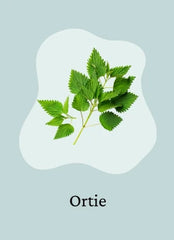 Ortie