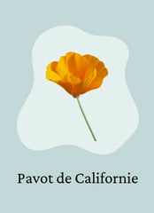 Pavot de Californie