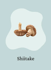 Shiitake