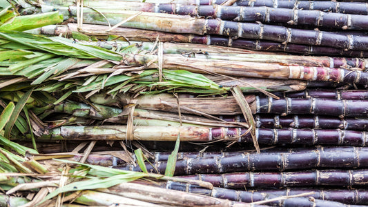 Policosanol et cholestérol : une alternative naturelle